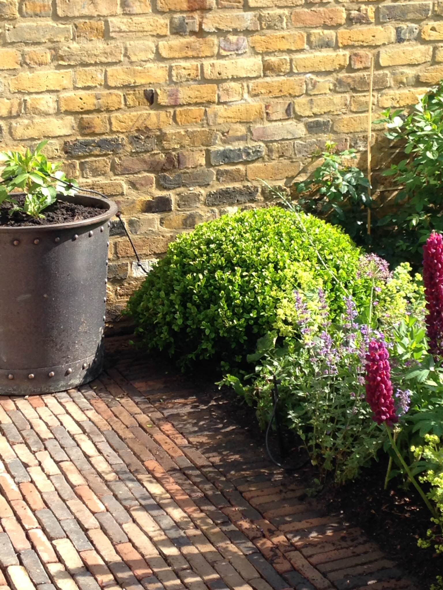 Ancienne Belgique Copper Brown at private Garden in Ravenscour Park, London